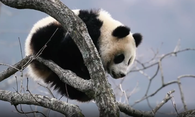 《秦岭深处的“熊猫村”》