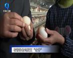 农村大市场 有营养的鸡蛋更“吃香”