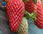 农村大市场 杨河草莓“甜蜜”来袭