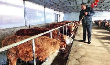 凤翔区蔡阳山村建起养殖小区 去年出栏肉牛500头