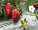 农村大市场 冬去春来 未央草莓惹人爱