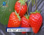 农村大市场 草莓“映红”乡村致富路
