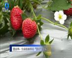 农村大市场 董金苹：生态理念种出“放心”草莓