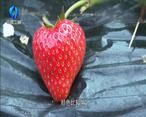 农村大市场 独具创新的富平草莓