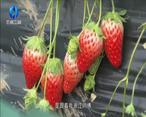 农村大市场 宥恩草莓园的“莓”好时光