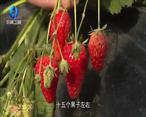 农村大市场 “莓”好春日 草莓采摘人气旺