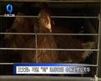 农村大市场 王文娟：巧抓“鸡”遇辟富路 巾帼逐梦绽芳华