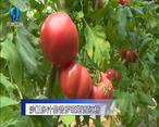 農村大市場 沙瓤多汁的普羅旺斯西紅柿