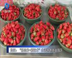 农村大市场 泾阳：“新品种 新技术”办活特色农业园区