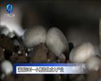 農村大市場 蒲城彭村——小蘑菇做成大產業