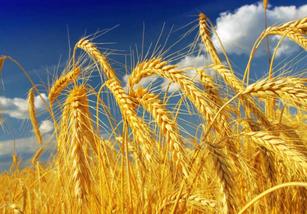 农业经济运行平稳 夏粮生产形势好于预期