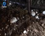 农村大市场 蒲城彭村一小蘑菇做成大产业