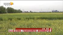 泾河新城：千亩油菜花簇拥开放 感受浓郁春日气息