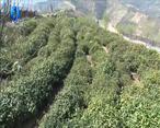 农村大市场 春风又绿山阳茶“金桥”架起致富路