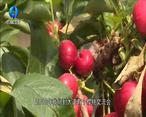 農村大市場 蔣林喜：大鵬櫻桃種出致富好“錢景”