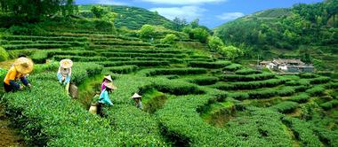 联合国粮农组织认定中国三项全球重要农业文化遗产