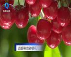 农村大市场 成蹊樱桃醉游人