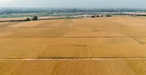 54万亩小麦开镰   临潼多措并举确保粮食颗粒归仓