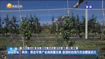 【在习近平新时代中国特色社会主义思想指引下】陕西：推进苹果产业高质量发展 做强特色现代农业靓丽名片