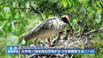 汉中朱鹮国家级自然保护区今年救助野生朱鹮75只