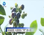 农村大市场 因地制宜 让蓝莓果“莓”好一夏
