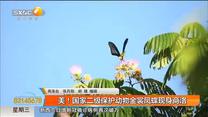 美！国家二级保护动物金裳凤蝶现身商洛