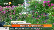 夏日赏花季 快报带你云赏花