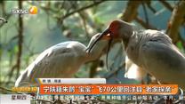 宁陕籍朱鹮“宝宝” 飞70公里回洋县“老家探亲”