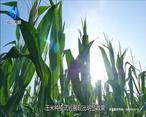 中國農資秀（2022-07-08）