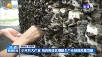 【奋进新征程 建功新时代】小木耳大产业 陕西推进食用菌全产业链高质量发展