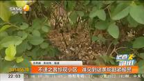 不速之客惊现小区 谁见到这条蛇赶紧报警