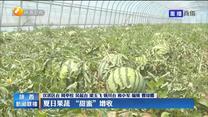 夏日果蔬 “甜蜜”增收
