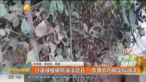 行道绿植被喷油漆遮丑？ 专用农药确实似油漆
