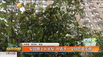 梨园路上长出梨  好看不一定好吃莫采摘