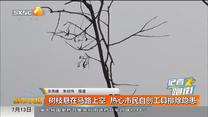 树枝悬在马路上空 热心市民自创工具排除隐患