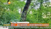 首次！ 秦岭发现国家二级保护植物荞麦叶大百合
