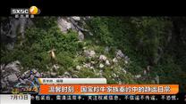 温馨时刻：国宝羚牛家族秦岭中的静谧日常
