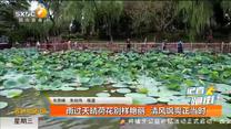 雨过天晴荷花别样艳丽 清风飒爽正当时