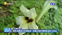 秦岭北麓首次发现国家二级重点保护植物荞麦叶大百合