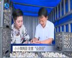 农村大市场 小小鹌鹑蛋 致富“金蛋蛋”