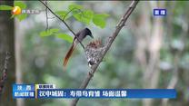 汉中城固：寿带鸟育雏 场面温馨