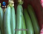 農村大市場 渭南華州區：小絲瓜 收益高