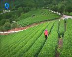 農村大市場 古城茶香迎盛世 譜寫陜茶新篇章——第十六屆中國西安國際茶業博覽會成功舉辦