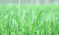 [陕西]省农业农村厅印发《指导意见》 优化秋播小麦油菜品种布局