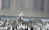 [安康]多種珍稀鳥類頻現漢江江灘