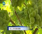 農村大市場 廢土上種出精品葡萄