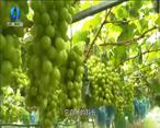 农村大市场 废土上种出精品葡萄