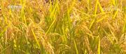 在希望的田野上 | 水稻進入收獲季 機械化收割節本增效