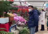 春節臨近 花卉市場鮮花俏 年味濃