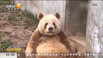 萌翻了！兵馬俑同款配色的大熊貓再度走紅
